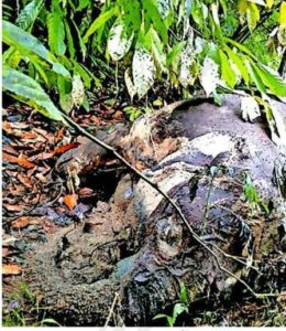 കാവിലുംപാറ ലഡാക്ക് മലയിൽ കാട്ടാന ചരിഞ്ഞ നിലയിൽ