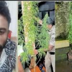 പന്തീരാങ്കാവ് വാടക വീട്ടില്‍ കഞ്ചാവ് കൃഷി; പെരുമണ്ണ സ്വദേശി അറസ്റ്റില്‍, kozhikode news, pantheerankavu news, perumanna news, best psc coaching center kozhikode, best psc coaching centers in kozhikode, calicut psc coaching center, psc calicut,