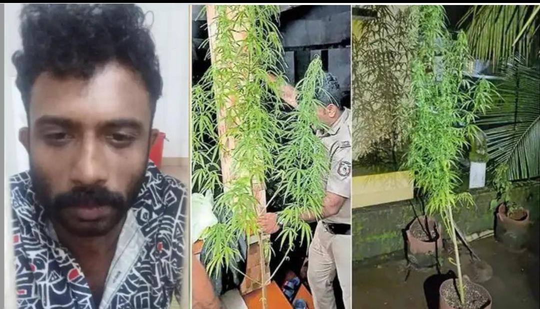 പന്തീരാങ്കാവ് വാടക വീട്ടില്‍ കഞ്ചാവ് കൃഷി; പെരുമണ്ണ സ്വദേശി അറസ്റ്റില്‍, kozhikode news, pantheerankavu news, perumanna news, best psc coaching center kozhikode, best psc coaching centers in kozhikode, calicut psc coaching center, psc calicut,