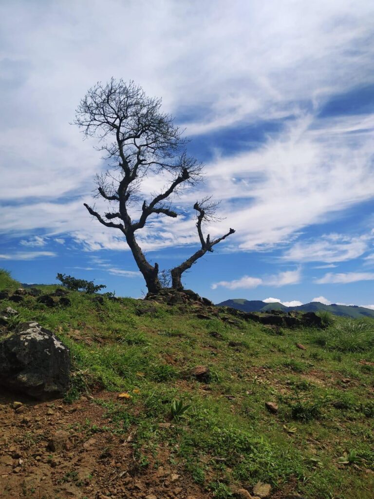 വയനാടിന്റെ വാഗമൺ ഇനി ഹരിത ടൂറിസം കേന്ദ്രം
"Wayanad tourism"
"Wayanad tourist places"
"Wayanad Kerala"
"places to visit in Wayanad"
"Wayanad travel guide"
"Wayanad hill station"
"best time to visit Wayanad"
"Wayanad honeymoon packages"
"Wayanad resorts with mountain view"
"things to do in Wayanad"
"Wayanad wildlife sanctuary"
"Wayanad trekking places"
"budget hotels in Wayanad"
"Wayanad plantation stay"
"Chembra Peak trekking"
"Edakkal Caves Wayanad"
"Banasura Sagar Dam"
"Soochipara Falls"
"Kuruva Island"
"Pookode Lake"
"Thirunelli Temple"
"Wayanad Wildlife Sanctuary"
"Lakkidi View Point"
"Phantom Rock Wayanad"
"tree house resort Wayanad"
"luxury resorts Wayanad"
"homestay Wayanad"
"coffee plantation stay Wayanad"
"budget accommodation Wayanad"
"eco resort Wayanad"
"Wayanad resorts booking"
"Wayanad adventure activities"
"bamboo rafting Wayanad"
"zip lining Wayanad"
"jeep safari Wayanad"
"tea plantation tour Wayanad"
"spice plantation Wayanad"
"bird watching Wayanad"
"cycling in Wayanad"
"how to reach Wayanad"
"Wayanad from Bangalore"
"Wayanad from Kochi"
"Wayanad from Mysore"
"Wayanad travel packages"
"2 days in Wayanad itinerary"
"Wayanad weekend getaway"
"Wayanad in monsoon"
"Wayanad winter tourism"
"best season for Wayanad"
"Wayanad weather"
"Wayanad local food"
"tribal culture Wayanad"
"Wayanad coffee"
"Kerala cuisine Wayanad"
"spices from Wayanad"
"Wayanad souvenirs"
"spices shopping Wayanad"
"handicrafts Wayanad"
"tea shopping Wayanad"
"Wayanad vs Munnar"
"Wayanad vs Coorg"
"Wayanad or Thekkady"
"Wayanad tour operators"
"Wayanad taxi service"
"Wayanad travel agency"
"guide service Wayanad"
Detailed attraction guides
Travel itineraries (1-day, 2-day, 3-day)
Accommodation reviews
Food and restaurant guides
Adventure activity guides
Photography spots
Budget travel tips
Family-friendly activities
Solo travel guides
calicut reporter, calicutreporter.com, calicutrepoterdotcom