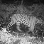 ജനവാസ മേഖലയില്‍ ഭീതി പടര്‍ത്തിയ കടുവ വനത്തിലേക്ക് കയറി