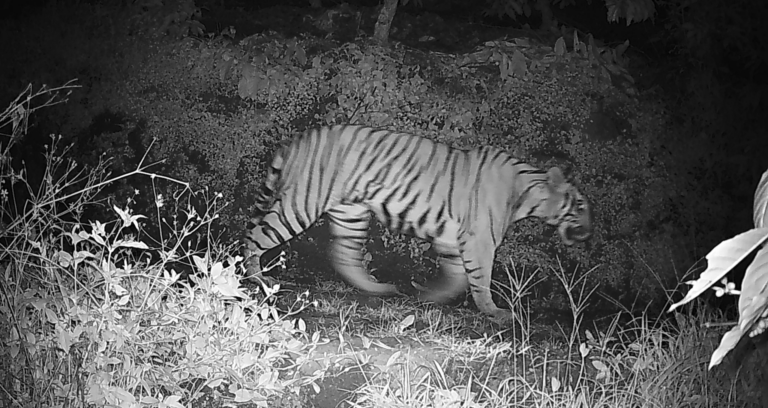 ജനവാസ മേഖലയില്‍ ഭീതി പടര്‍ത്തിയ കടുവ വനത്തിലേക്ക് കയറി