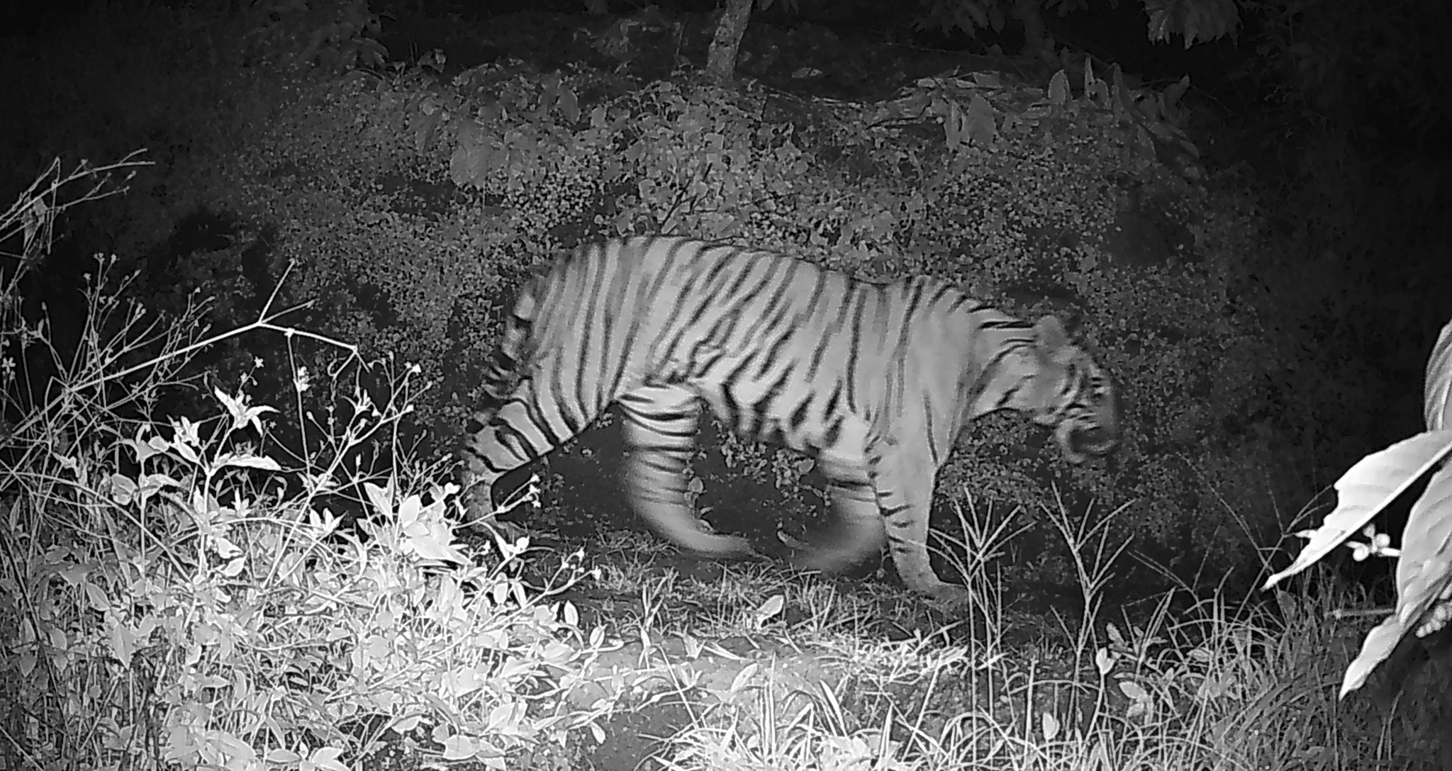 ജനവാസ മേഖലയില്‍ ഭീതി പടര്‍ത്തിയ കടുവ വനത്തിലേക്ക് കയറി